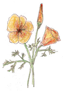 california poppy sketch