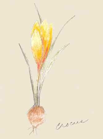 Crocus sketch as study for Golden Promises, by Carol Alleman